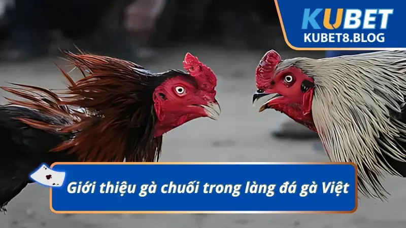 Gà chuối là chiến kê được mệnh danh là biểu tượng may mắn trong các trận đấu